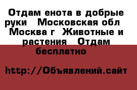 Отдам енота в добрые руки - Московская обл., Москва г. Животные и растения » Отдам бесплатно   